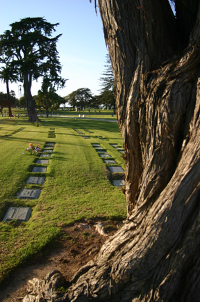 Photo of the Santa Barbara Cemetery's grounds with a tree in the foreground.